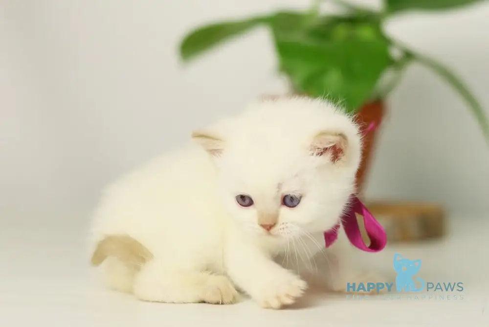 Lady British Shorthair female cinnamon pointed live animals