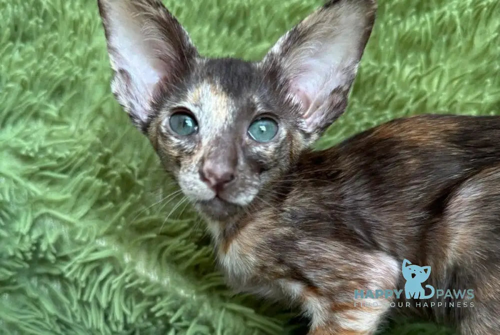 Lady Oriental Shorthair female chocolate tortie - live animals