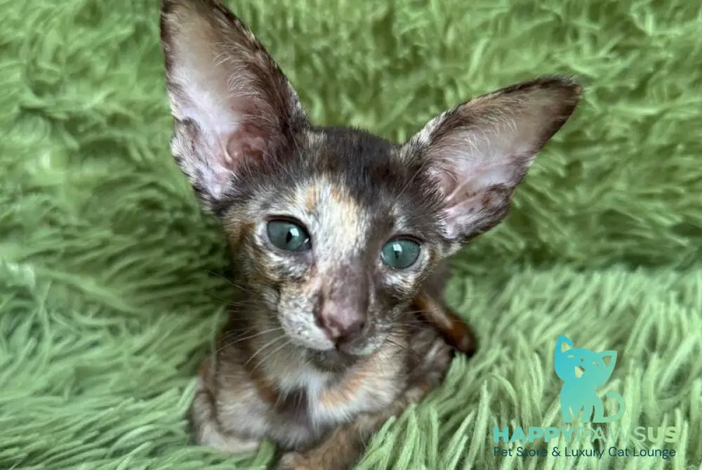 Lady Oriental Shorthair female chocolate tortie - live animals