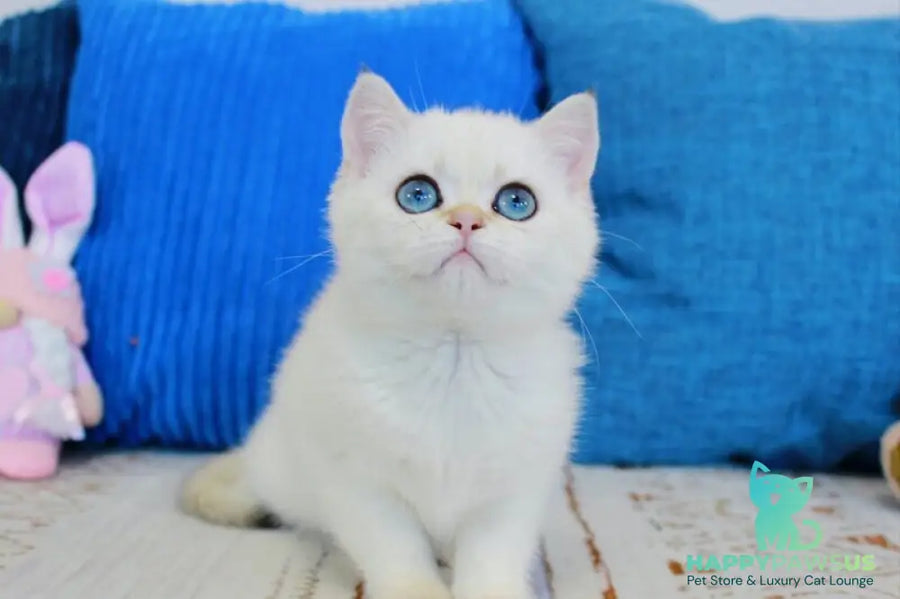 Lady Scottish Straight female black golden shaded pointed - live animals