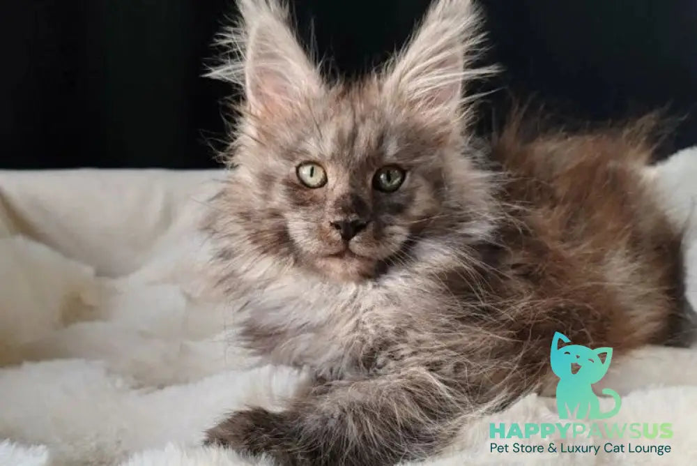 Lady Volk Maine Coon female black silver - live animals