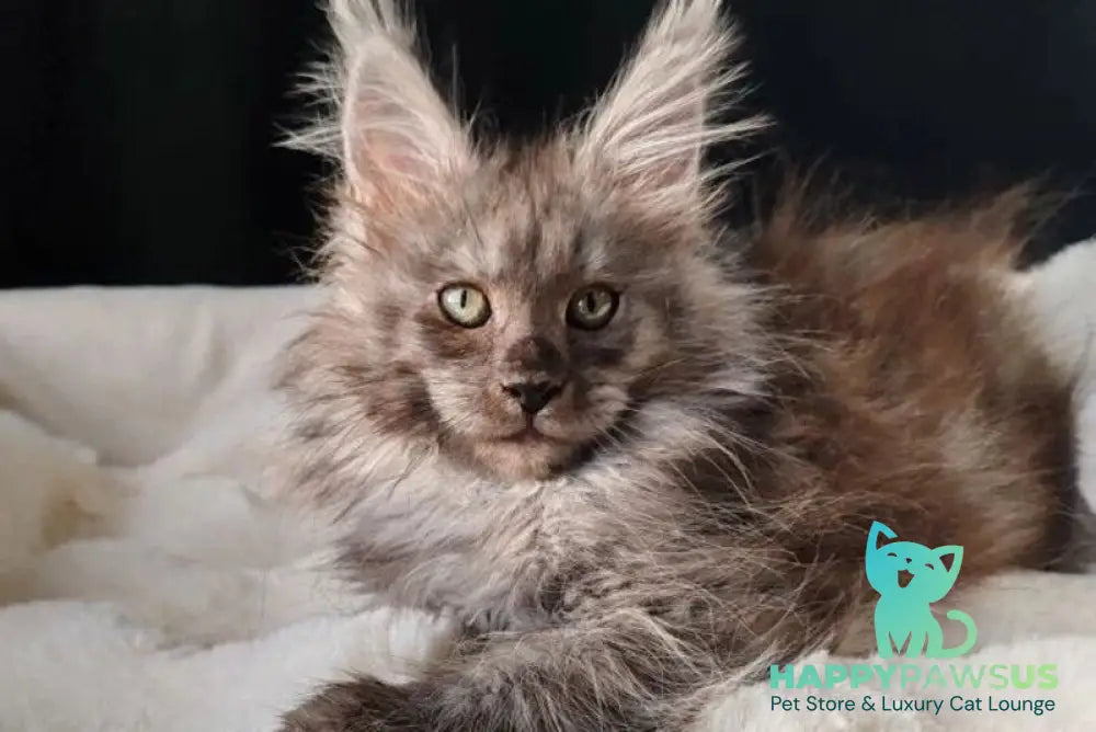 Lady Volk Maine Coon female black silver - live animals