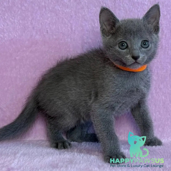 Laffy Russian Blue female blue - live animals