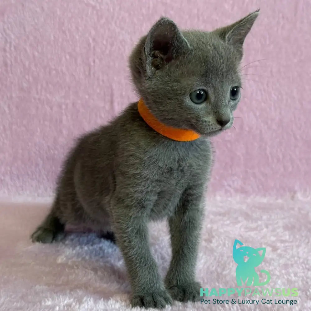 Laffy Russian Blue female blue - live animals