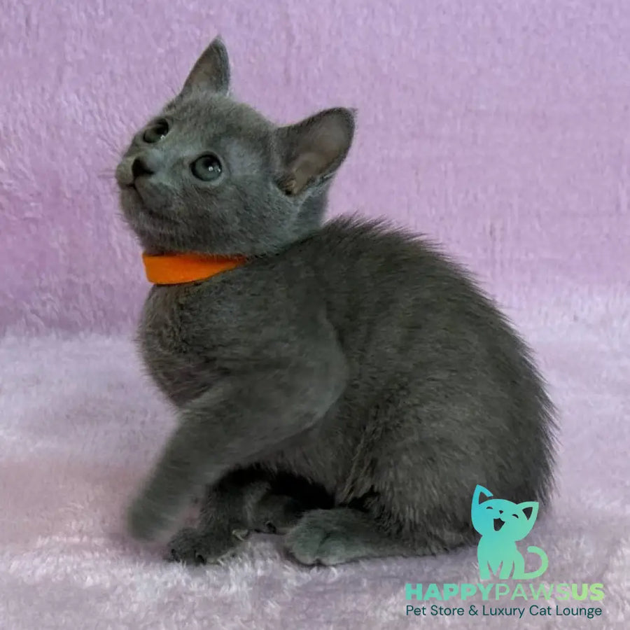 Laffy Russian Blue female blue - live animals