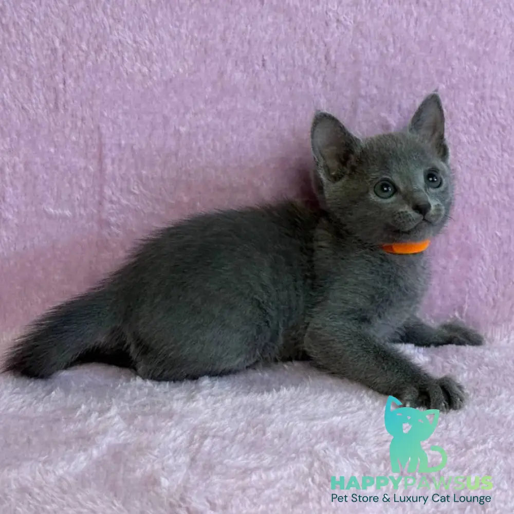 Laffy Russian Blue female blue - live animals