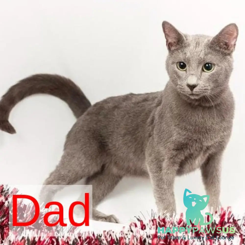 Laffy Russian Blue female blue - live animals