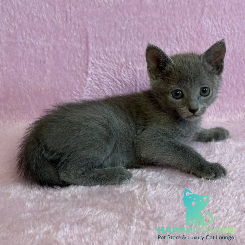 Laffy Russian Blue female blue - live animals