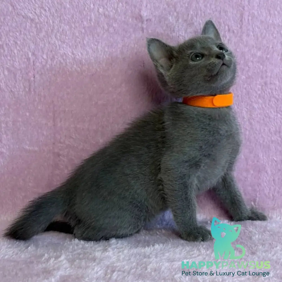 Laffy Russian Blue female blue - live animals
