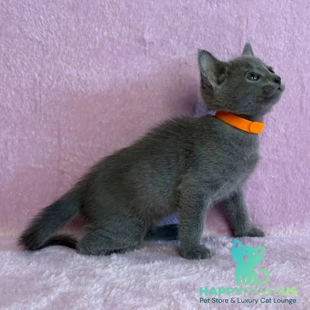 Laffy Russian Blue female blue - live animals