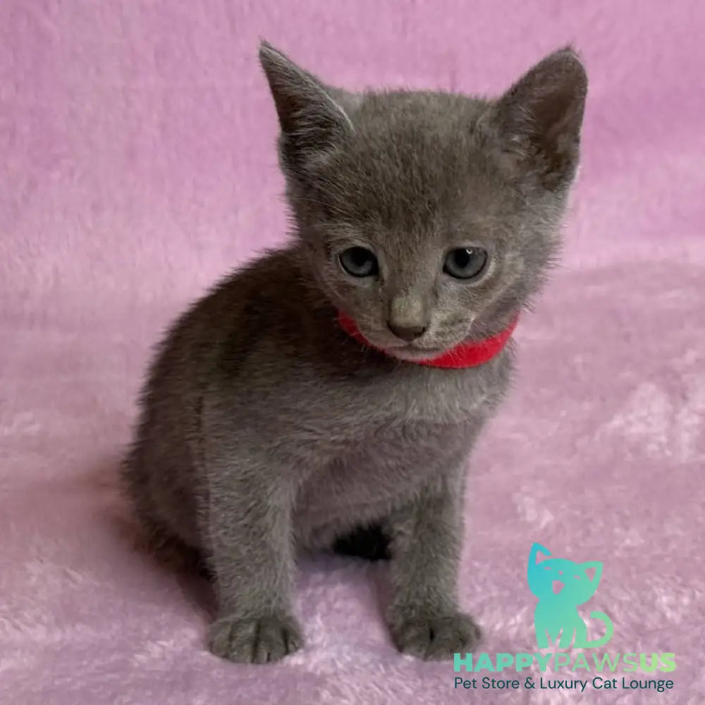 Laid Russian Blue male blue - live animals