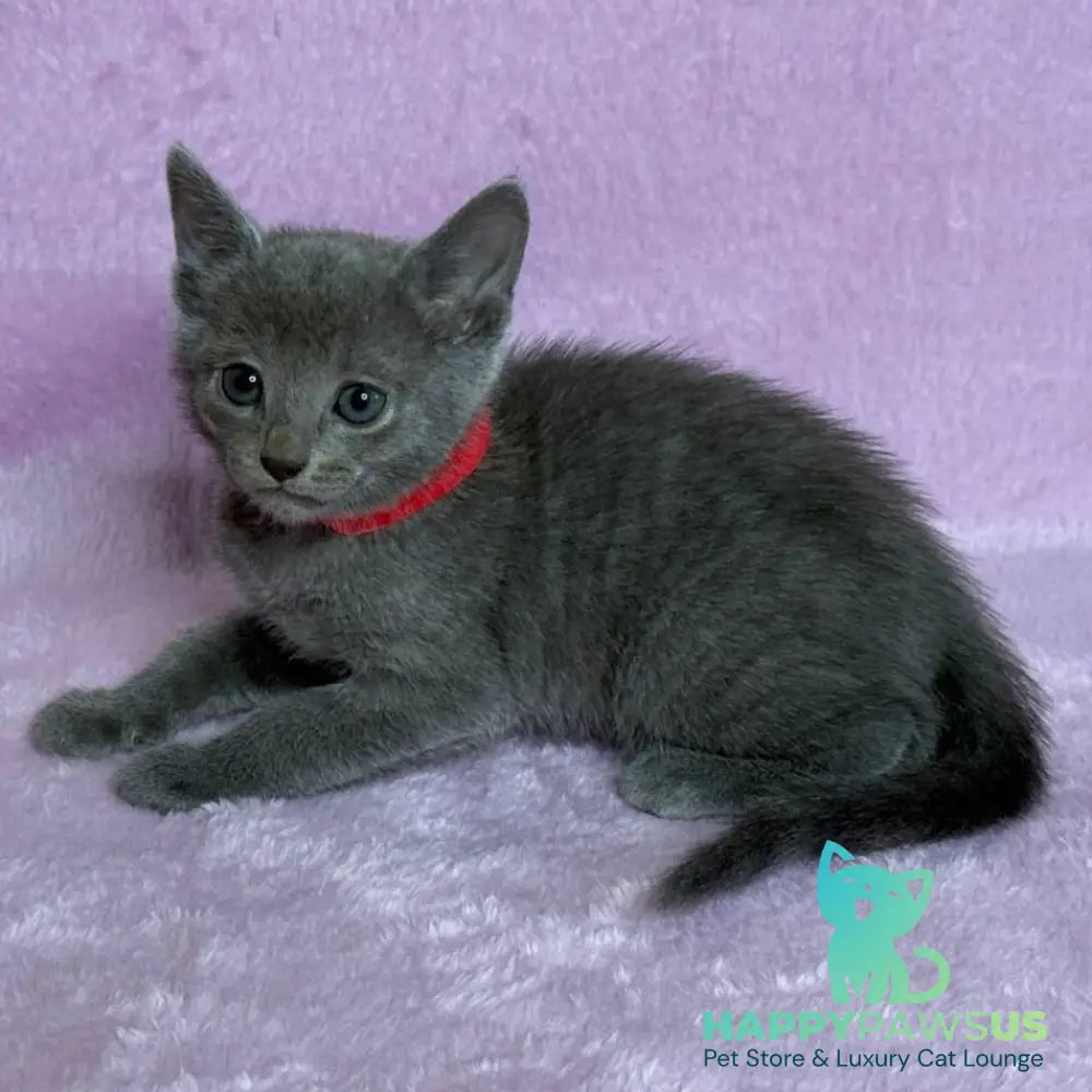 Laid Russian Blue male blue - live animals