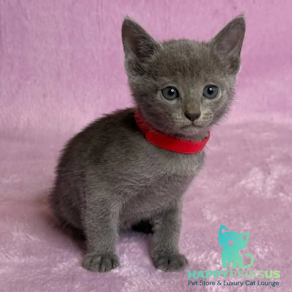 Laid Russian Blue male blue - live animals