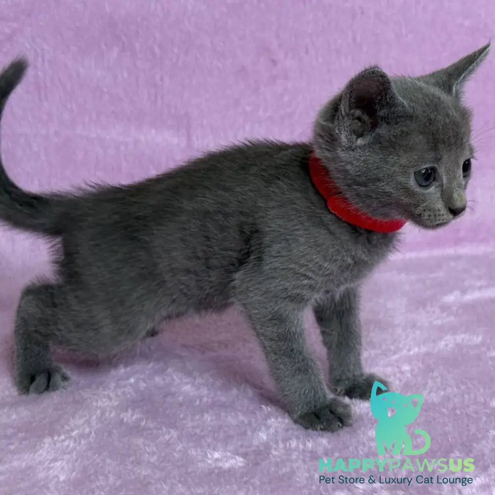 Laid Russian Blue male blue - live animals