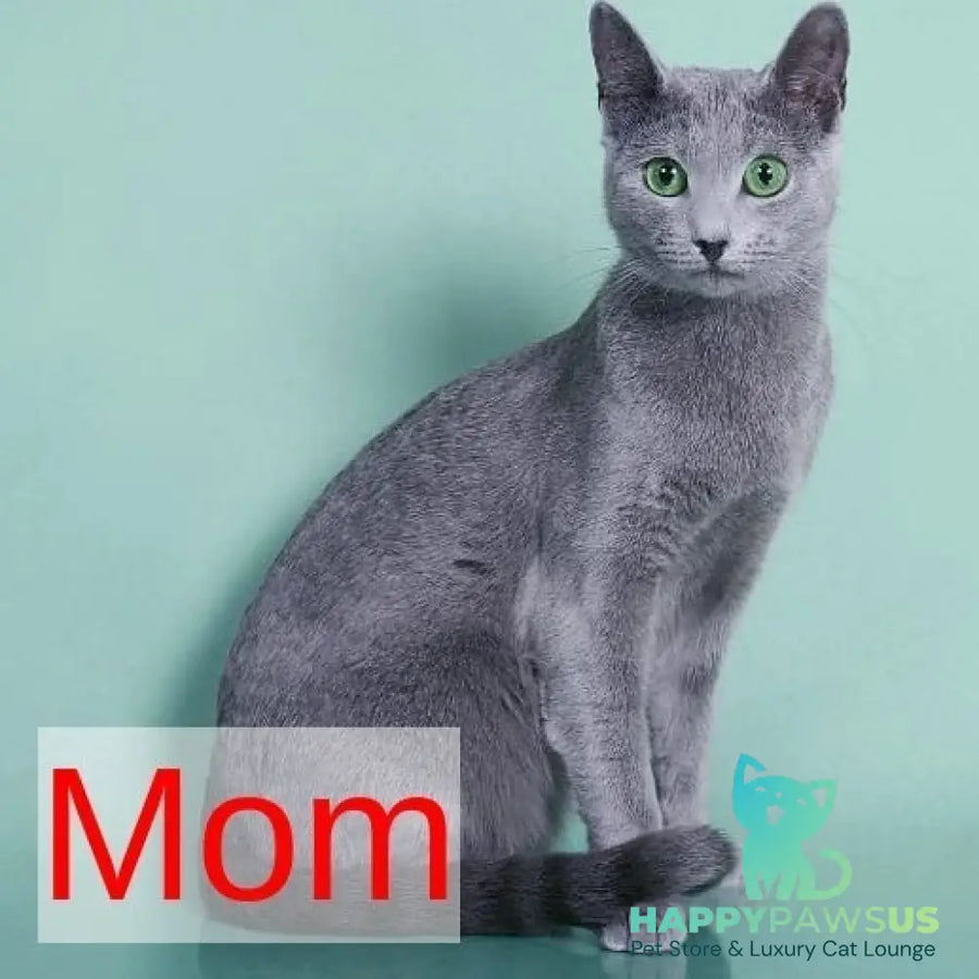 Laid Russian Blue male blue - live animals