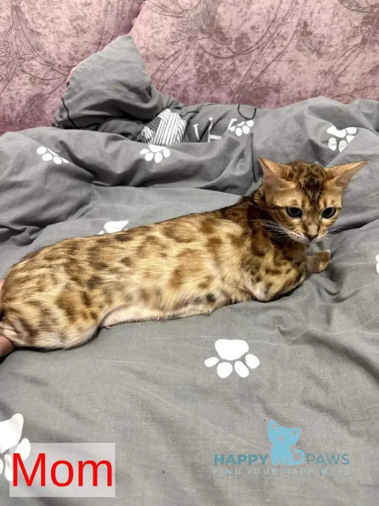 Laila Bengal female black spotted tabby live animals