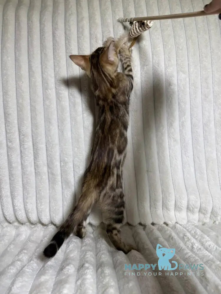 Laila Bengal female black spotted tabby live animals