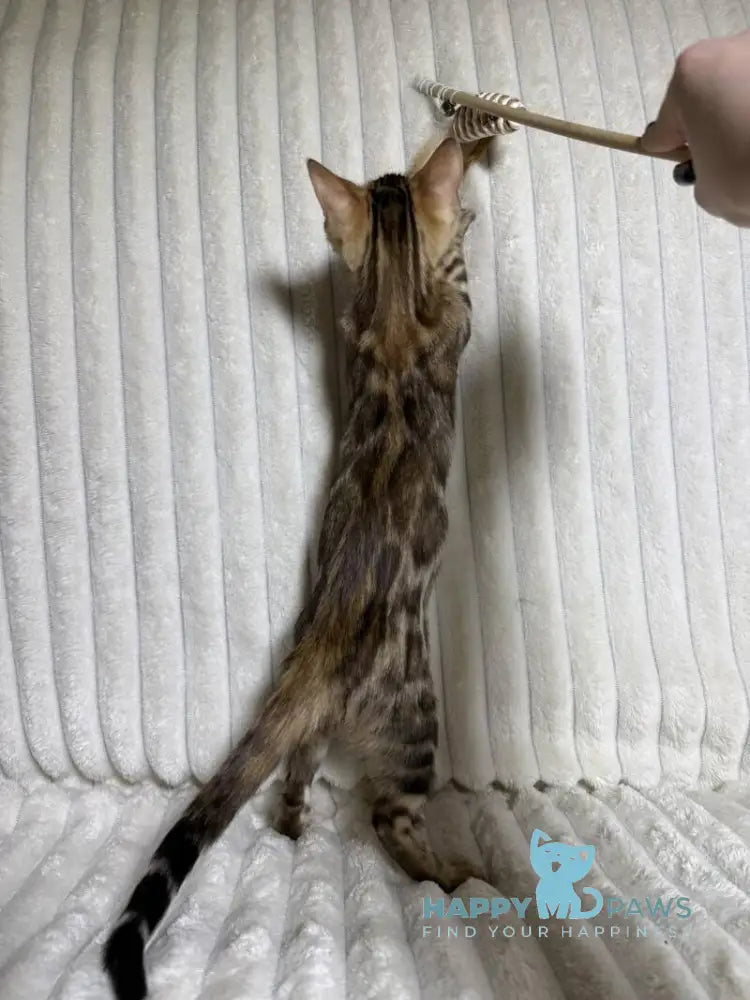 Laila Bengal female black spotted tabby live animals