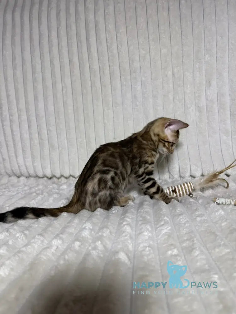Laila Bengal female black spotted tabby live animals