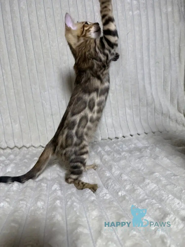 Laila Bengal female black spotted tabby live animals