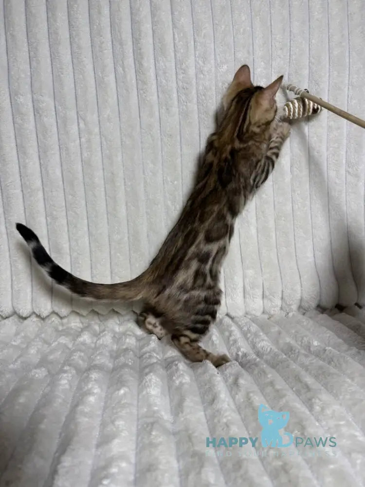 Laila Bengal female black spotted tabby live animals