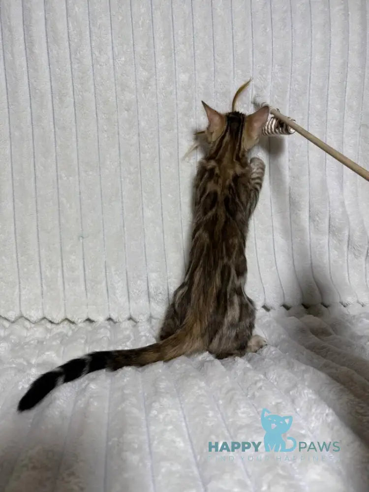 Laila Bengal female black spotted tabby live animals