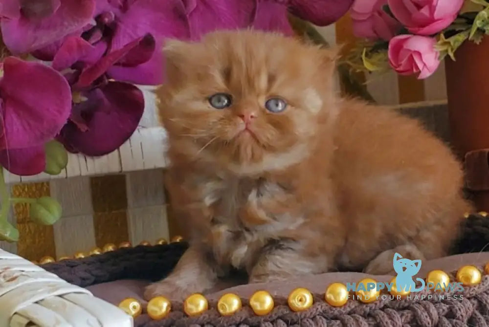 Laila British Longhair female cinnamon live animals