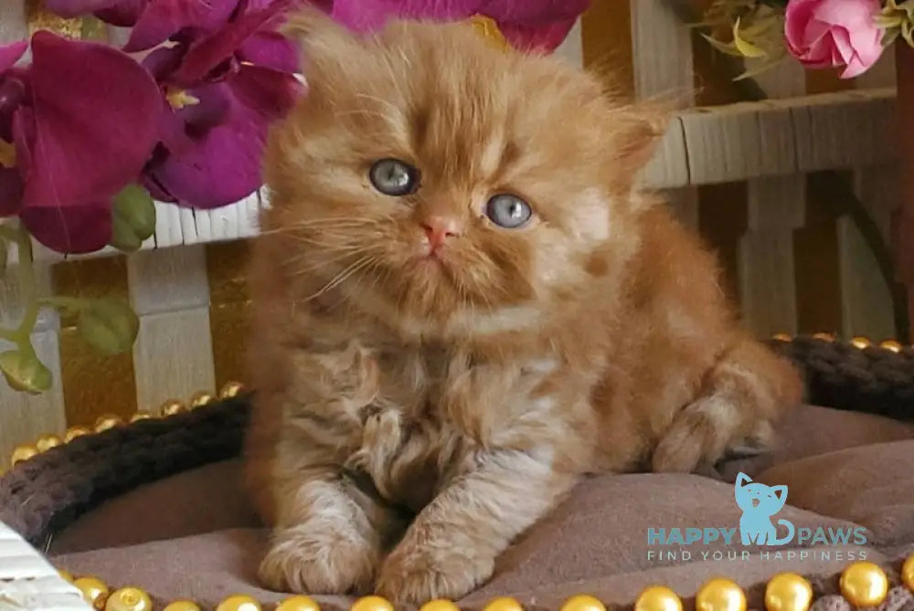 Laila British Longhair female cinnamon live animals