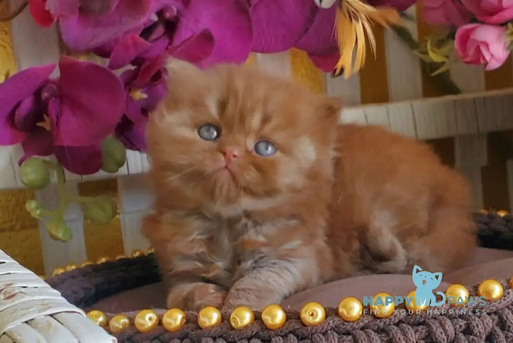 Laila British Longhair female cinnamon live animals
