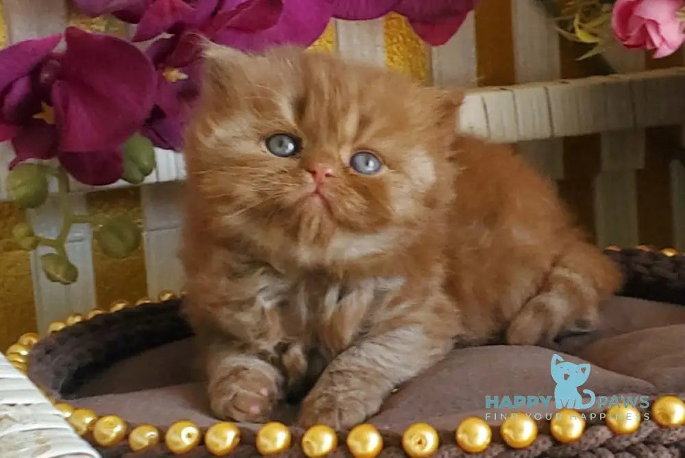 Laila British Longhair female cinnamon live animals