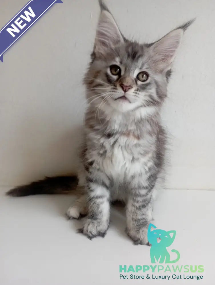 Laima Maine Coon female black tortie silver spotted tabby - live animals