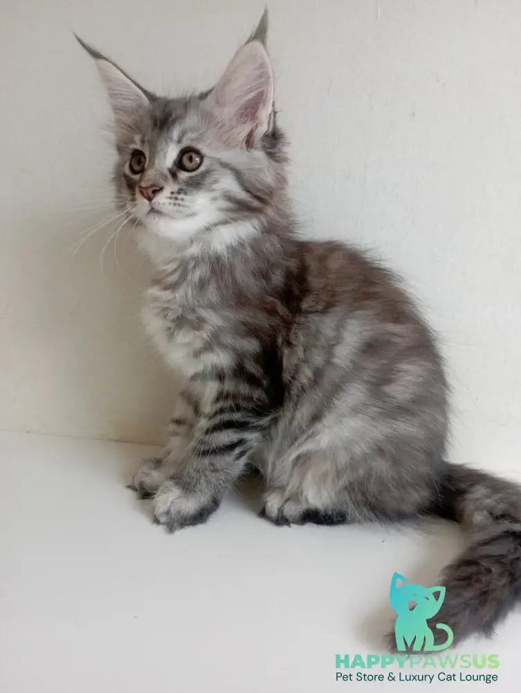 Laima Maine Coon female black tortie silver spotted tabby - live animals