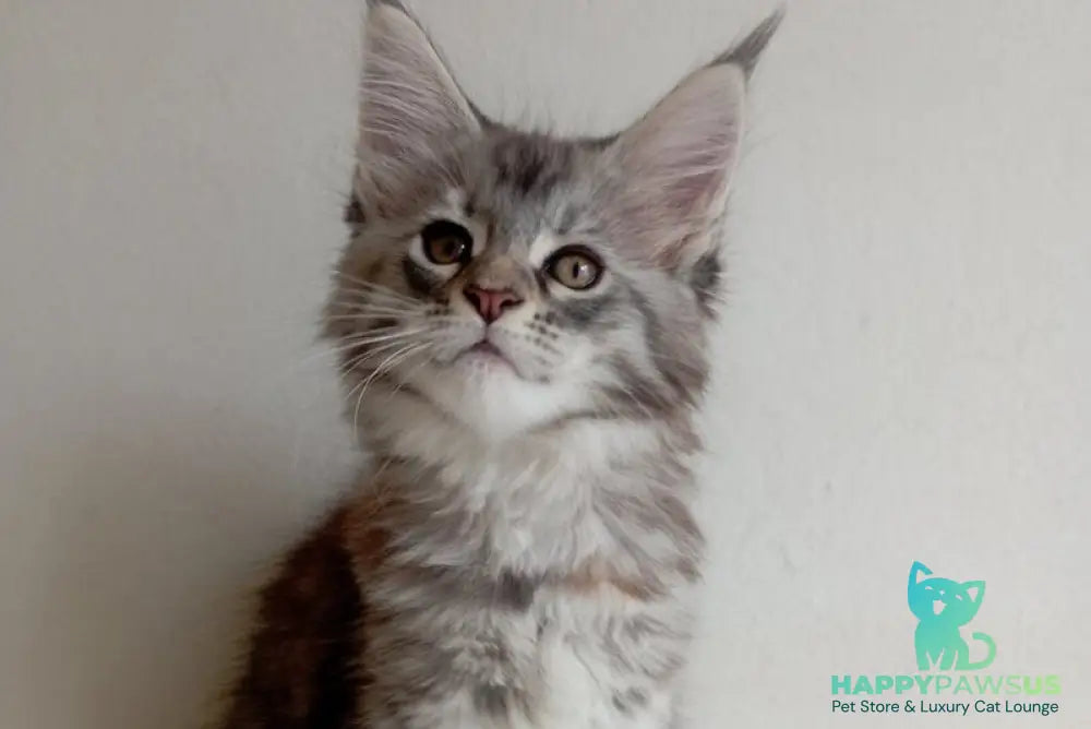 Laima Maine Coon female black tortie silver spotted tabby - live animals