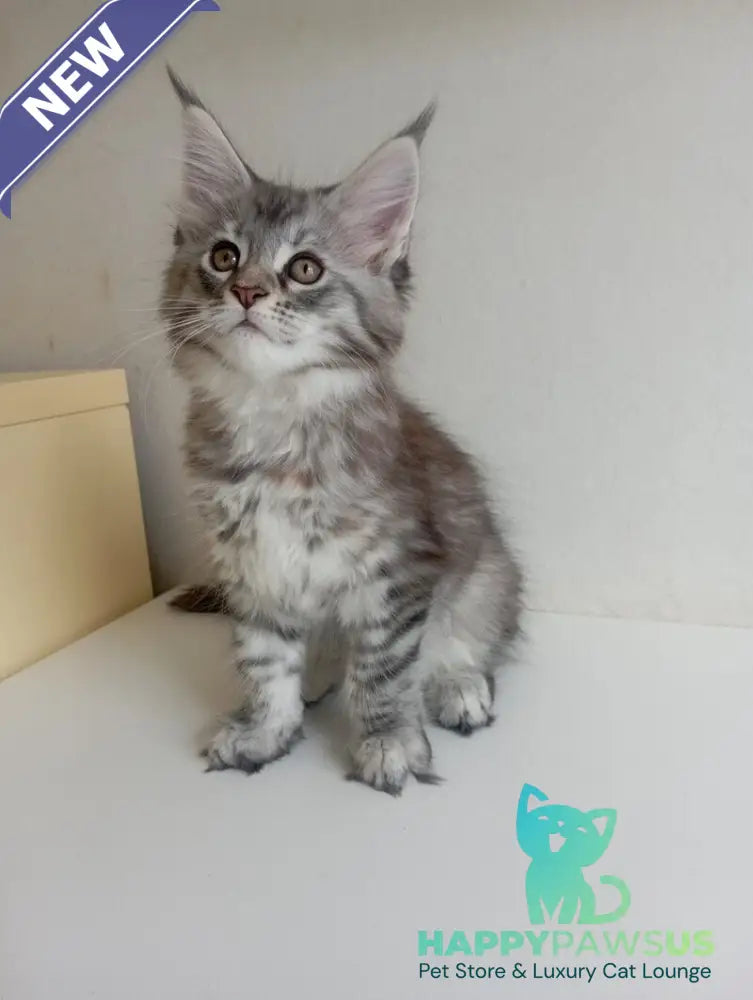 Laima Maine Coon female black tortie silver spotted tabby - live animals