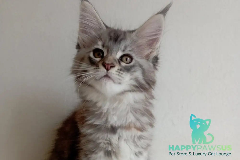 Laima Maine Coon female black tortie silver spotted tabby - live animals