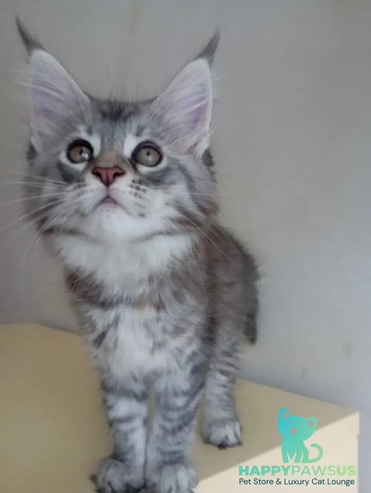 Laima Maine Coon female black tortie silver spotted tabby - live animals