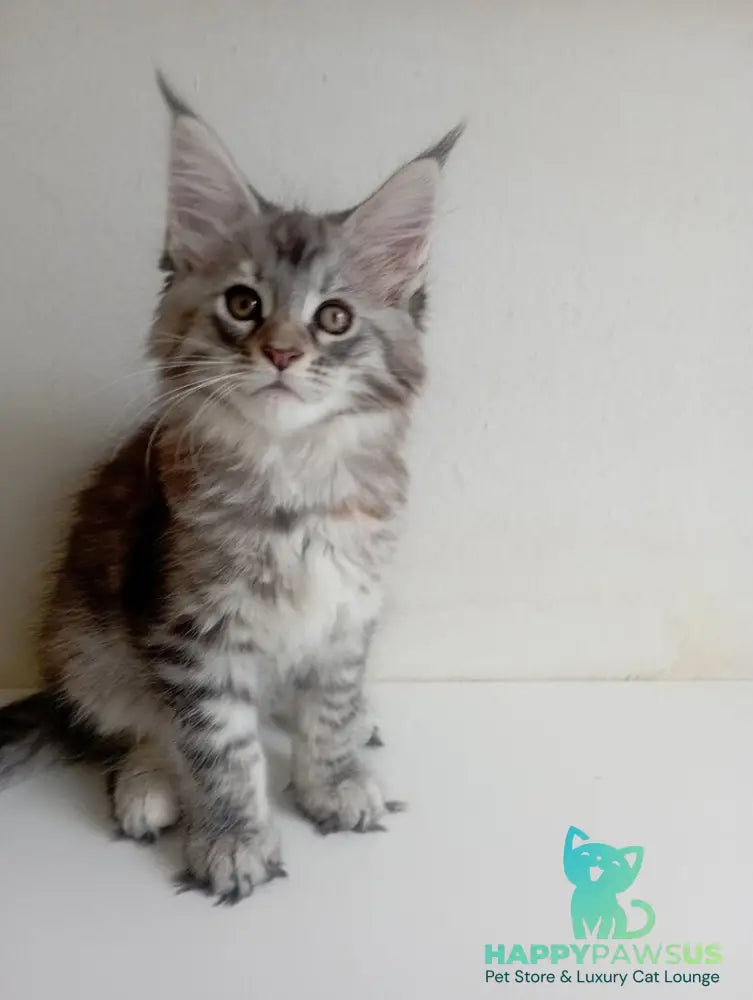 Laima Maine Coon female black tortie silver spotted tabby - live animals