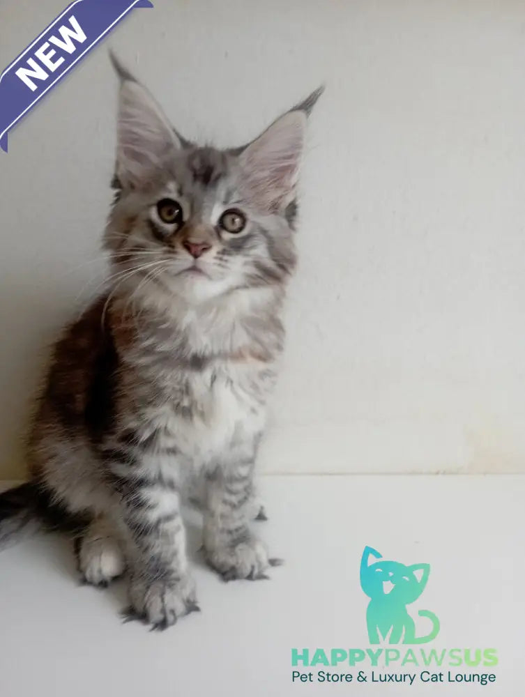 Laima Maine Coon female black tortie silver spotted tabby - live animals