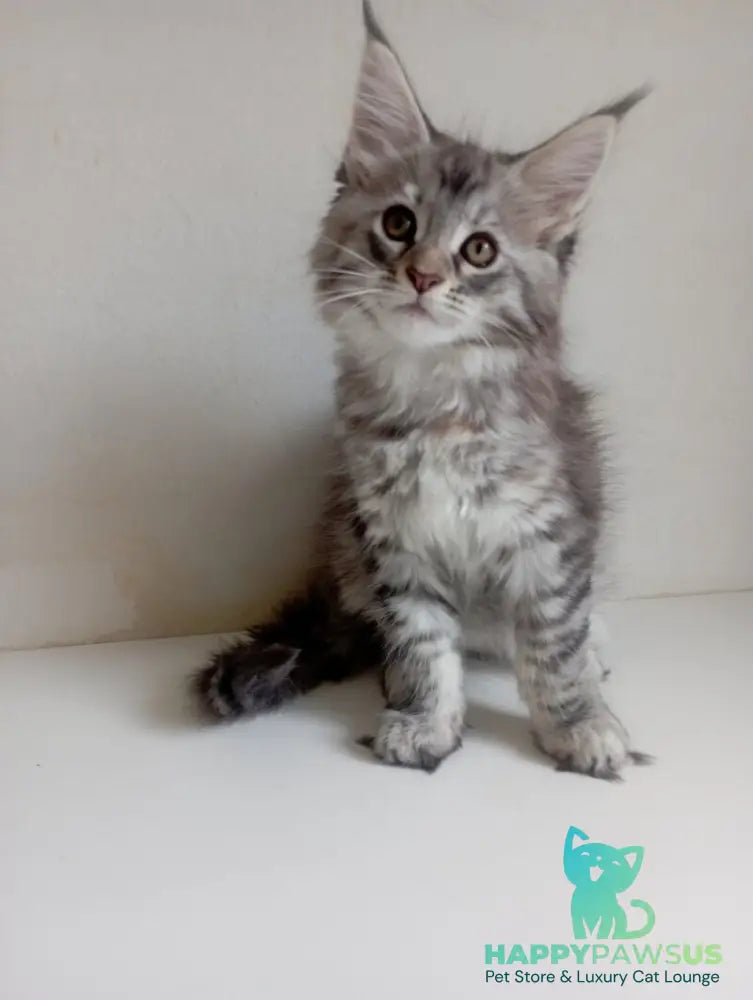 Laima Maine Coon female black tortie silver spotted tabby - live animals