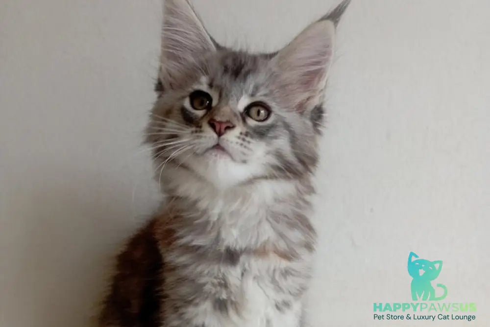 Laima Maine Coon female black tortie silver spotted tabby - live animals