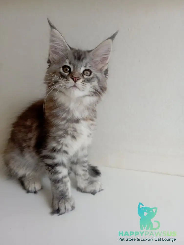 Laima Maine Coon female black tortie silver spotted tabby - live animals