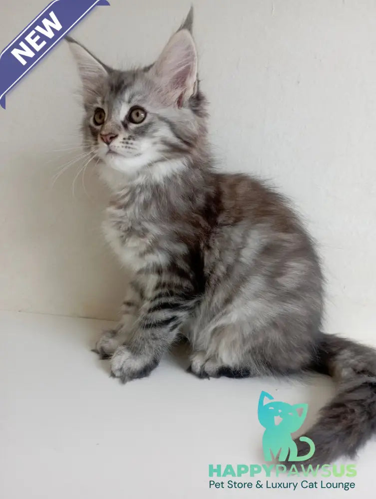 Laima Maine Coon female black tortie silver spotted tabby - live animals