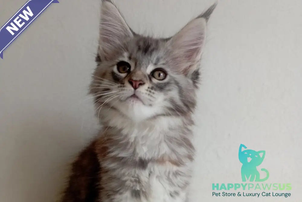 Laima Maine Coon female black tortie silver spotted tabby - live animals