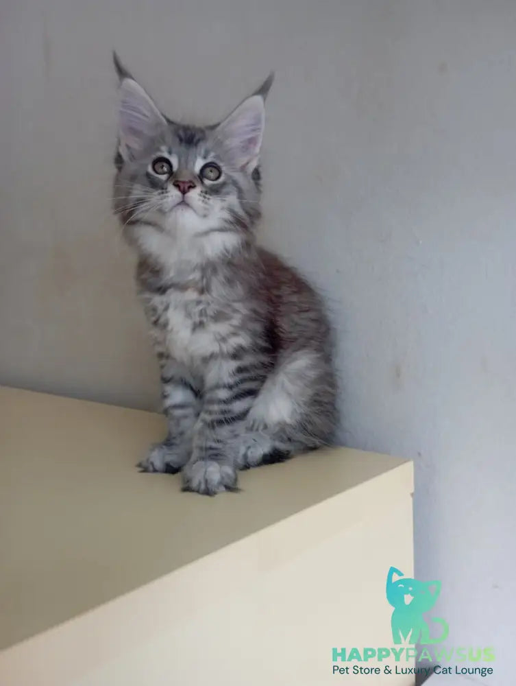 Laima Maine Coon female black tortie silver spotted tabby - live animals