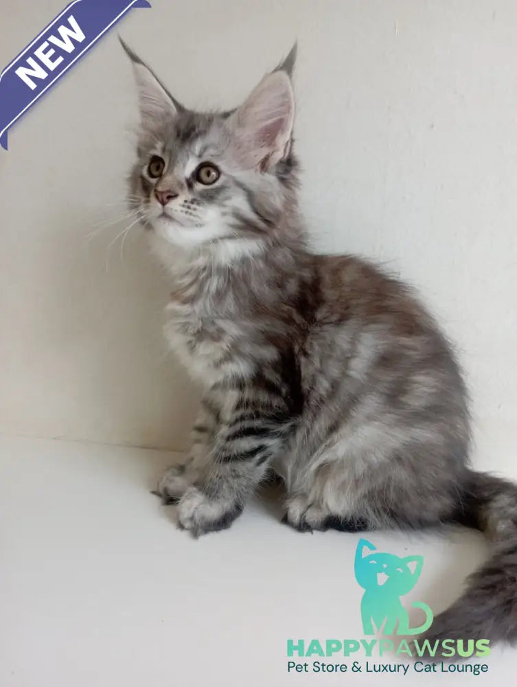 Laima Maine Coon female black tortie silver spotted tabby - live animals