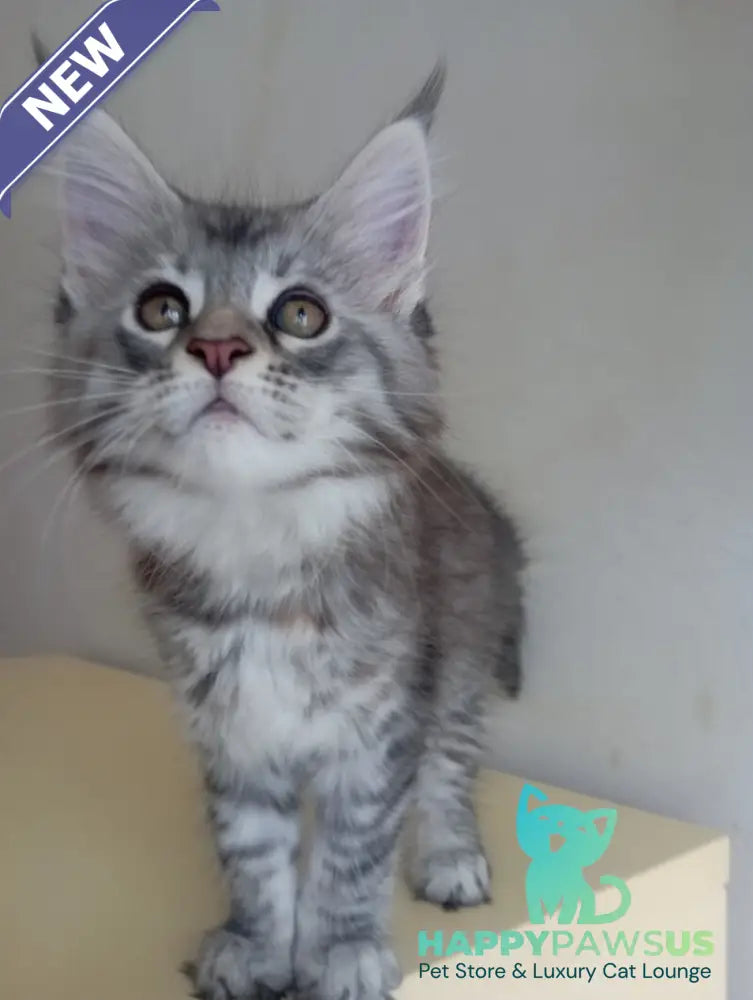 Laima Maine Coon female black tortie silver spotted tabby - live animals