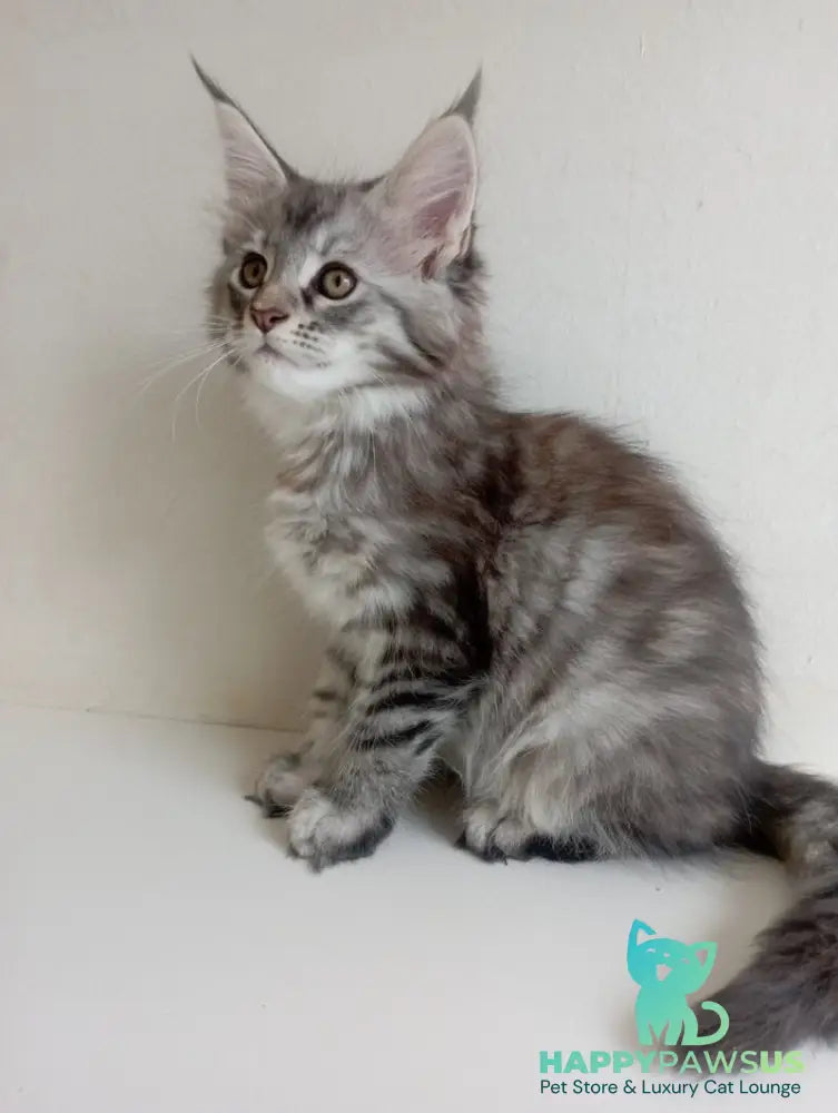 Laima Maine Coon female black tortie silver spotted tabby - live animals