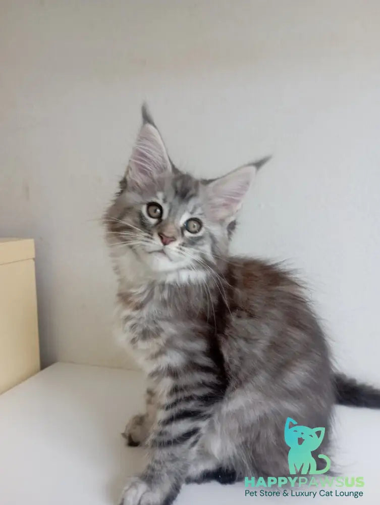 Laima Maine Coon female black tortie silver spotted tabby - live animals