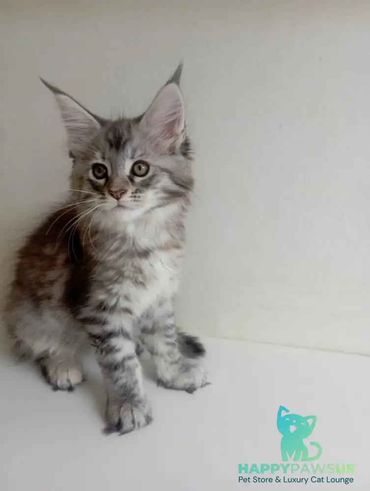 Laima Maine Coon female black tortie silver spotted tabby - live animals