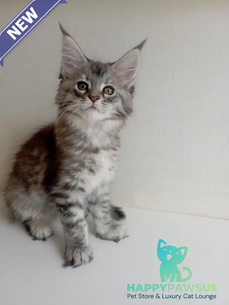 Laima Maine Coon female black tortie silver spotted tabby - live animals